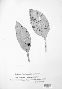 Puccinia virgaureae image